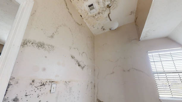 Dehumidification Services in Wabash, IN