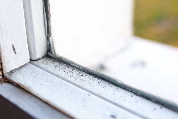 Best Mold Remediation for Healthcare Facilities  in Wabash, IN