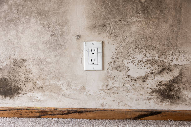Mold Remediation for Rental Properties in Wabash, IN