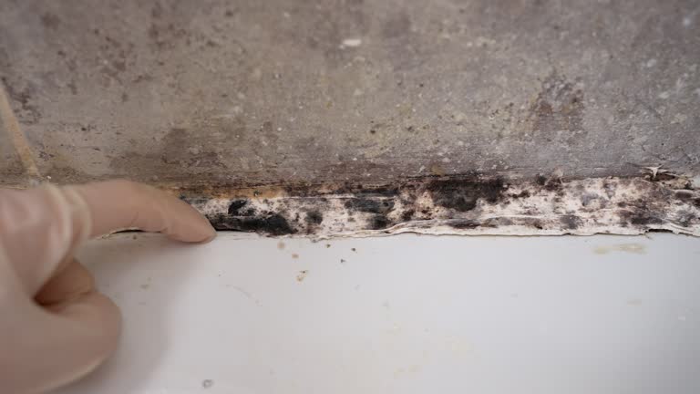 Best Crawl Space Mold Remediation  in Wabash, IN